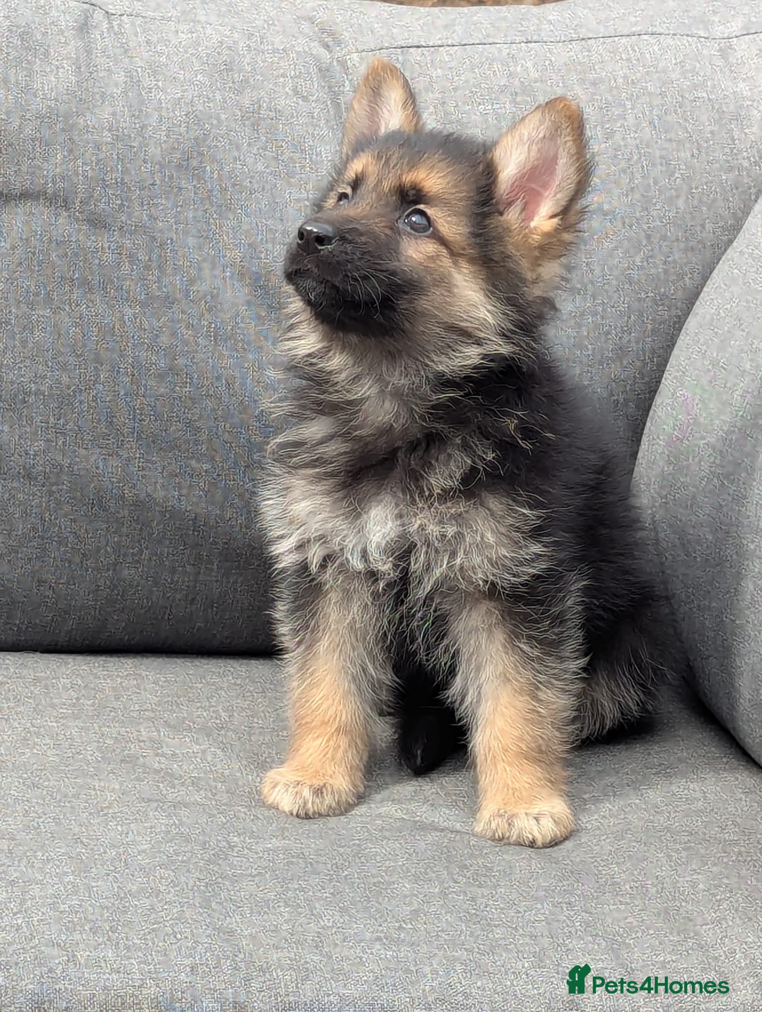 German Shepherd dogs Top quality german shepherd puppies - Advert 2