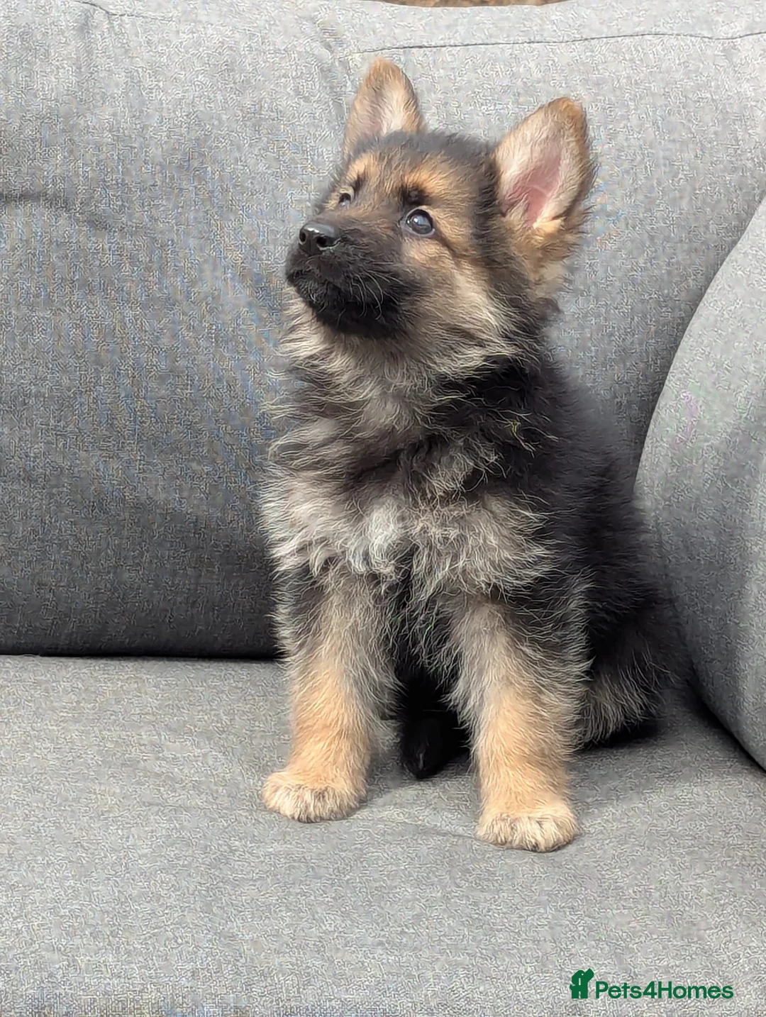 German Shepherd dogs for sale: Top quality german shepherd puppies - Advert 2