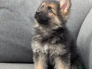 German Shepherd dogs Top quality german shepherd puppies - Advert 2