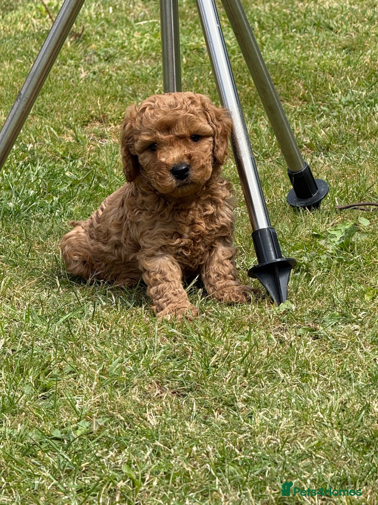 Cockapoo dogs ⭐️COCKAPOO PUPPIES COUNCIL LICENSED BREEDER⭐️ - Advert 2