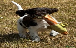 Sproodle dogs for sale: F1 Sproodle 🩷Pippa🩷 5⭐️Licensed Breeder full DNA - Image 2