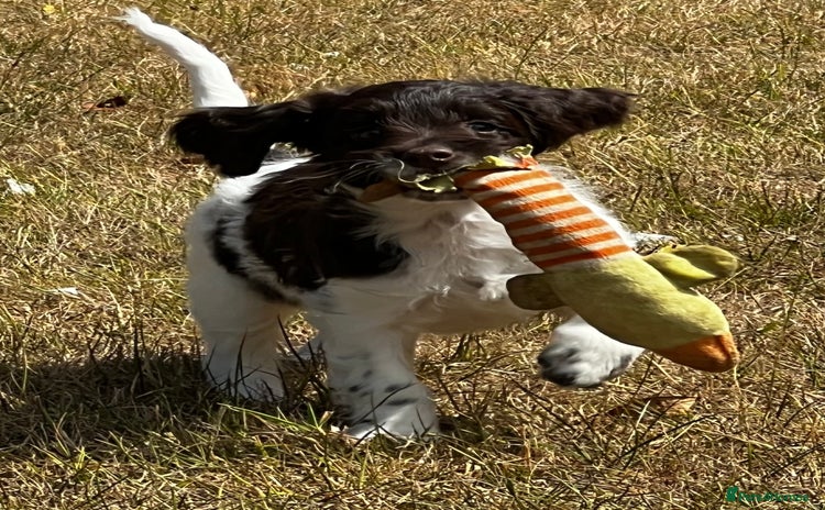 Sproodle dogs - Advert 1