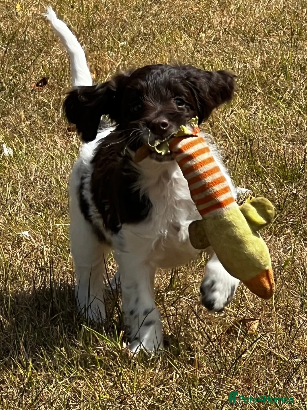 Sproodle dogs for sale: F1 Sproodle 🩷Pippa🩷 5⭐️Licensed Breeder full DNA - Image 2