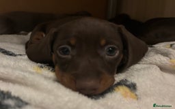 Miniature Dachshund dogs for sale: KC Registered Miniature Dachshund Puppies For Sale - Image 10