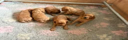 Cockapoo dogs for sale: Fox red cockerpoos  in Newtown - Advert 17