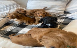 Mixed Breed dogs for sale: F1B Cockapoo puppies - Image 1