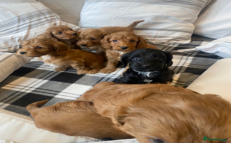 Mixed Breed dogs - Advert 13