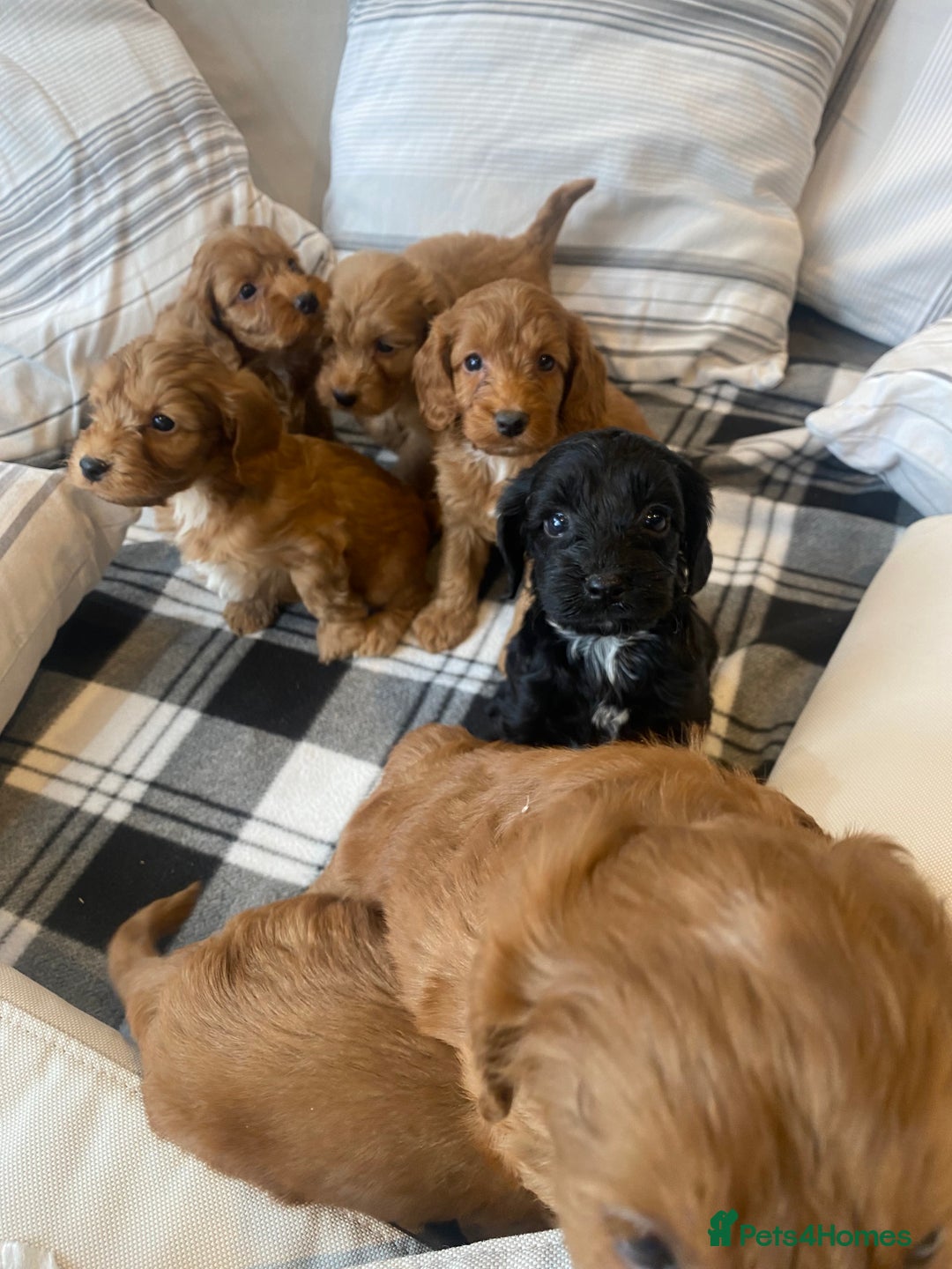 Mixed Breed dogs for sale: F1B Cockapoo puppies - Image 1