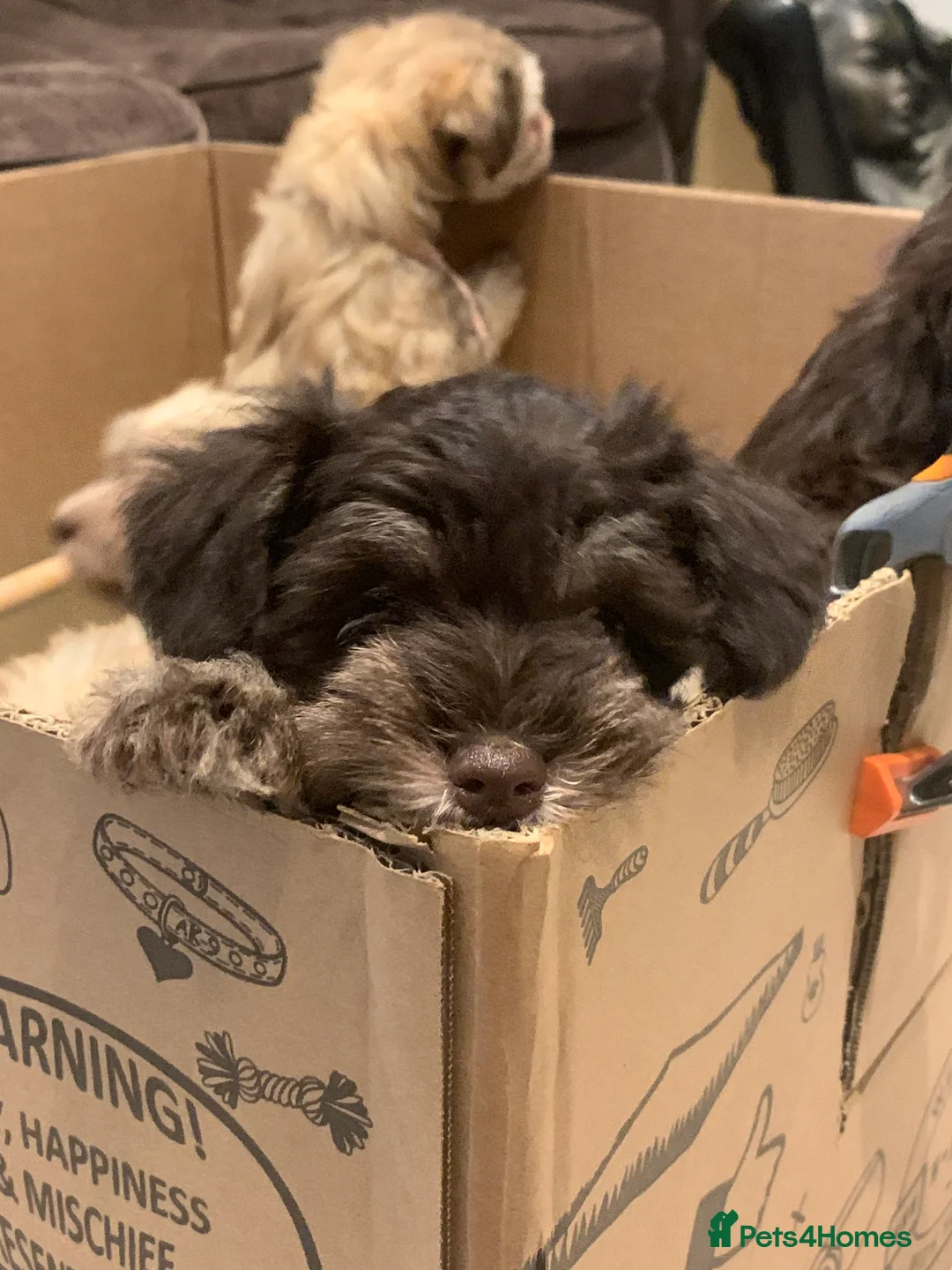 Miniature Schnauzer dogs for sale: Stunning Rare Parti-colour Miniature Schnauzer’s - Advert 10