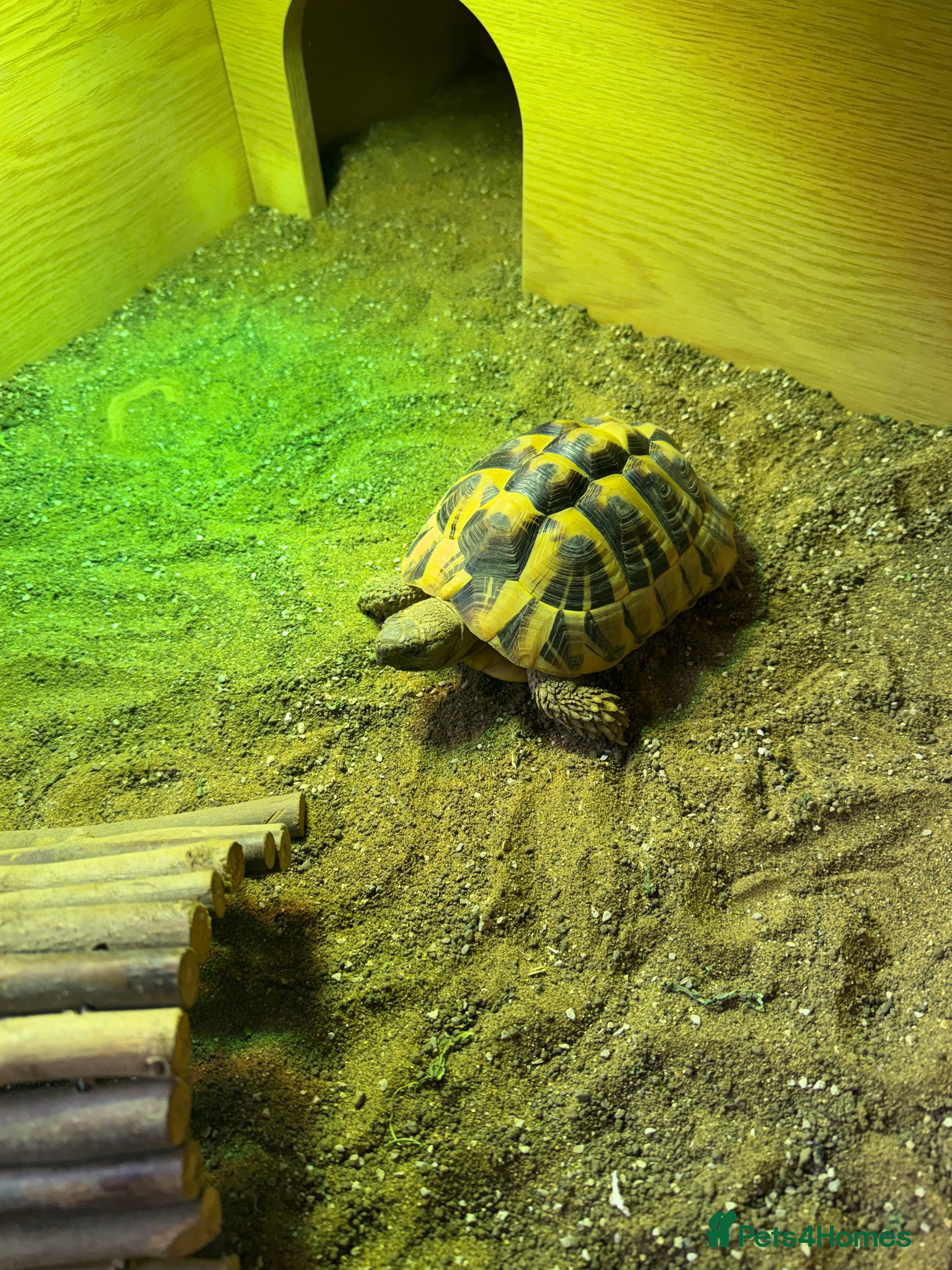 Hermann Tortoise reptiles Herman Tortoise - Advert 1