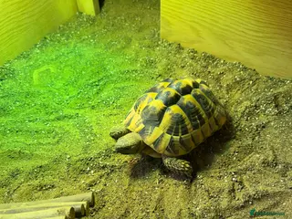 Hermann Tortoise reptiles Herman Tortoise - Advert 1