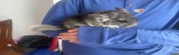 Chinchilla rodents for sale: Little Babies - Advert 3