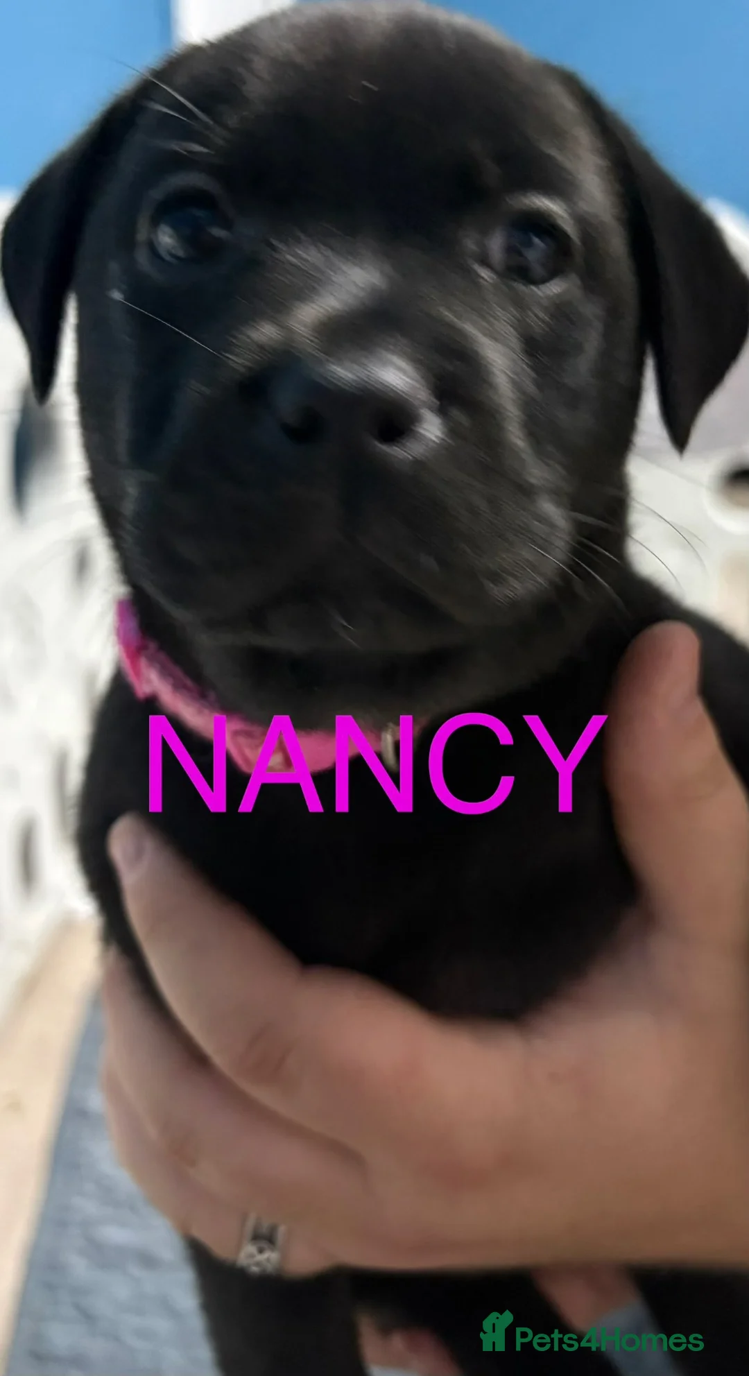 Mixed Breed dogs for sale: Nancy labrastaff girl - Advert 2