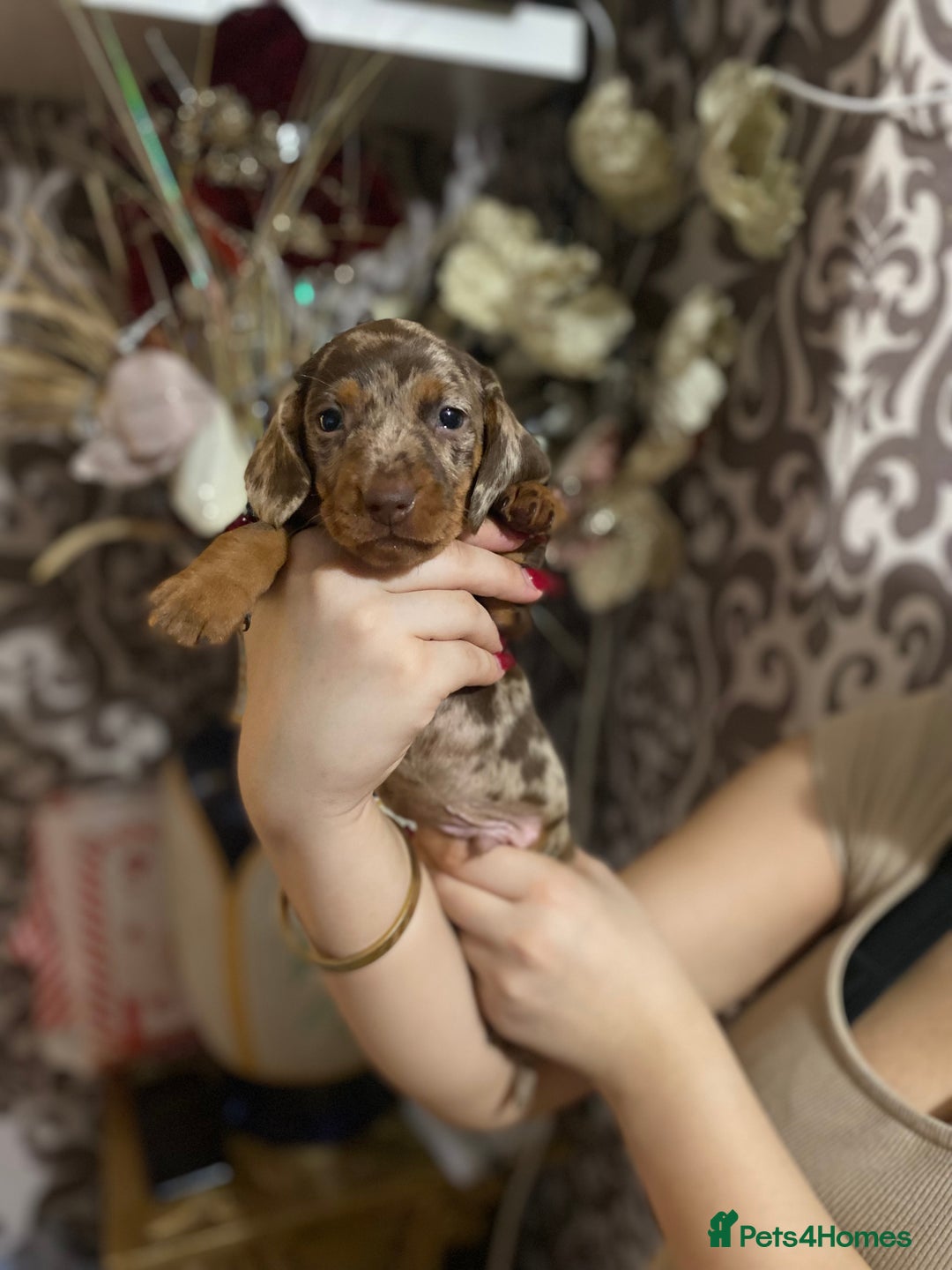 Dachshund dogs for sale: Gorgeous Dachshunds available  - Advert 10