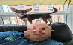 Chihuahua dogs for stud: Simba, KC reg, chocolate, smooth hair chihuahua  - Image 6