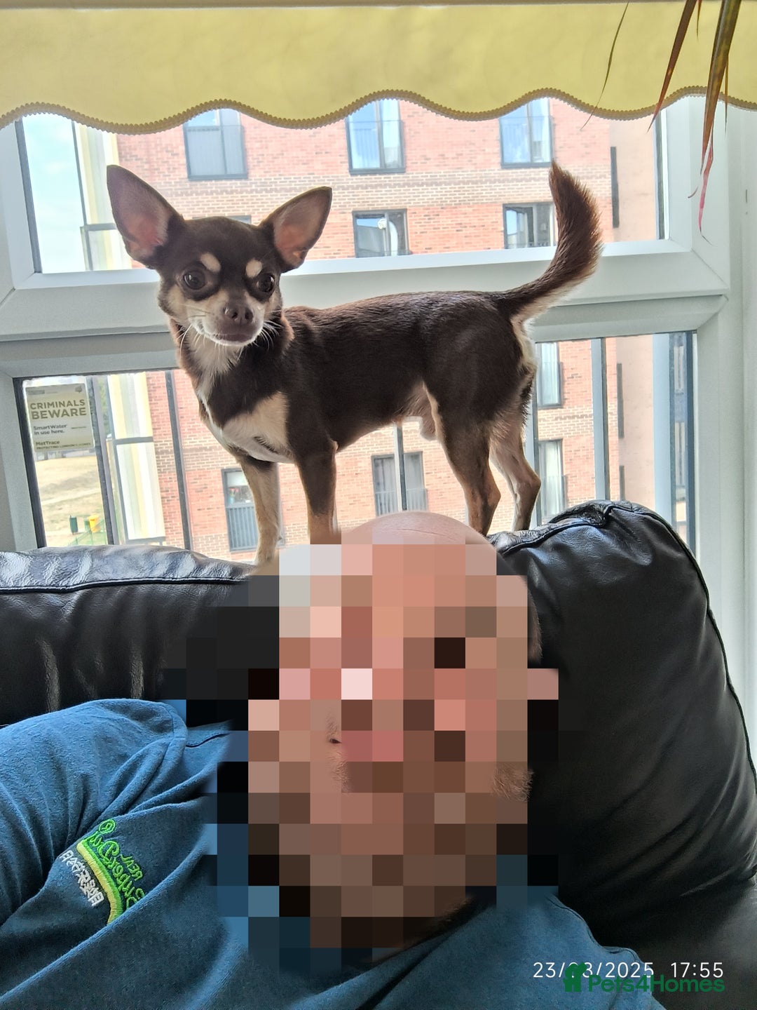 Chihuahua dogs for stud: Simba, KC reg, chocolate, smooth hair chihuahua  - Image 6