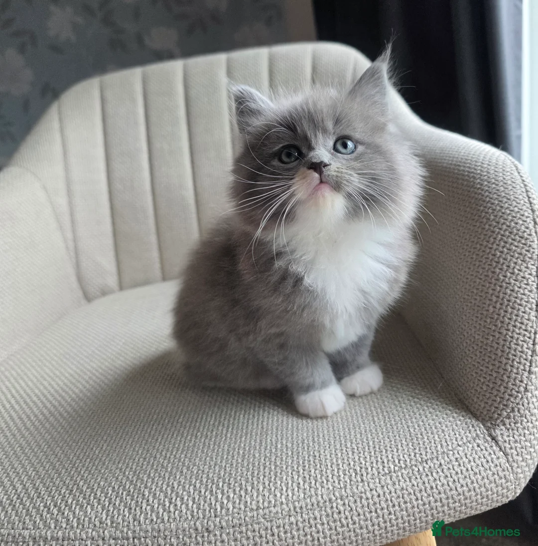 Ragcoon cats for sale: Adorable Maine Coon x Ragdoll Kittens - Advert 6
