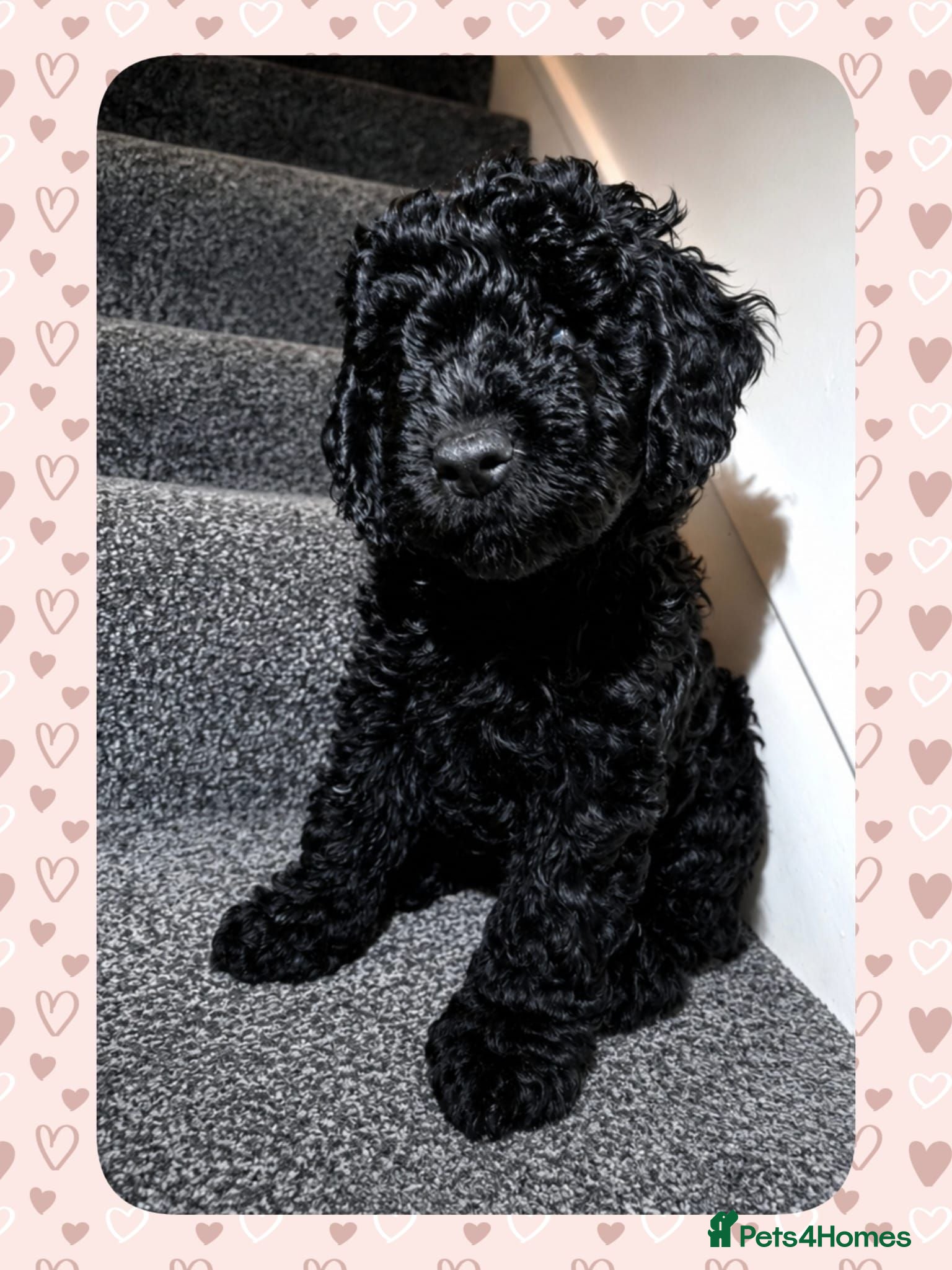 Cockapoo dogs ⭐️BEAUTIFUL TOY COCKAPOO PUPPIES⭐️ - Advert 1