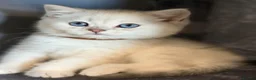 British Shorthair cats for sale: British sh kittens Golden point TICA - Advert 18