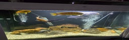 Cichlids fish for sale: Mixed large malawi cichlids - Advert 6