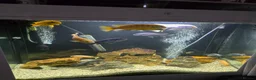 Cichlids fish for sale: Mixed large malawi cichlids - Advert 6