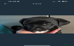 Mixed Breed dogs for sale: Beautiful puppys for sale  - Image 19