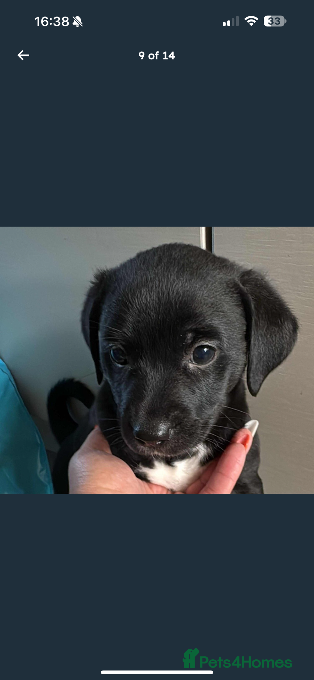 Mixed Breed dogs for sale: Beautiful puppys for sale  - Image 19