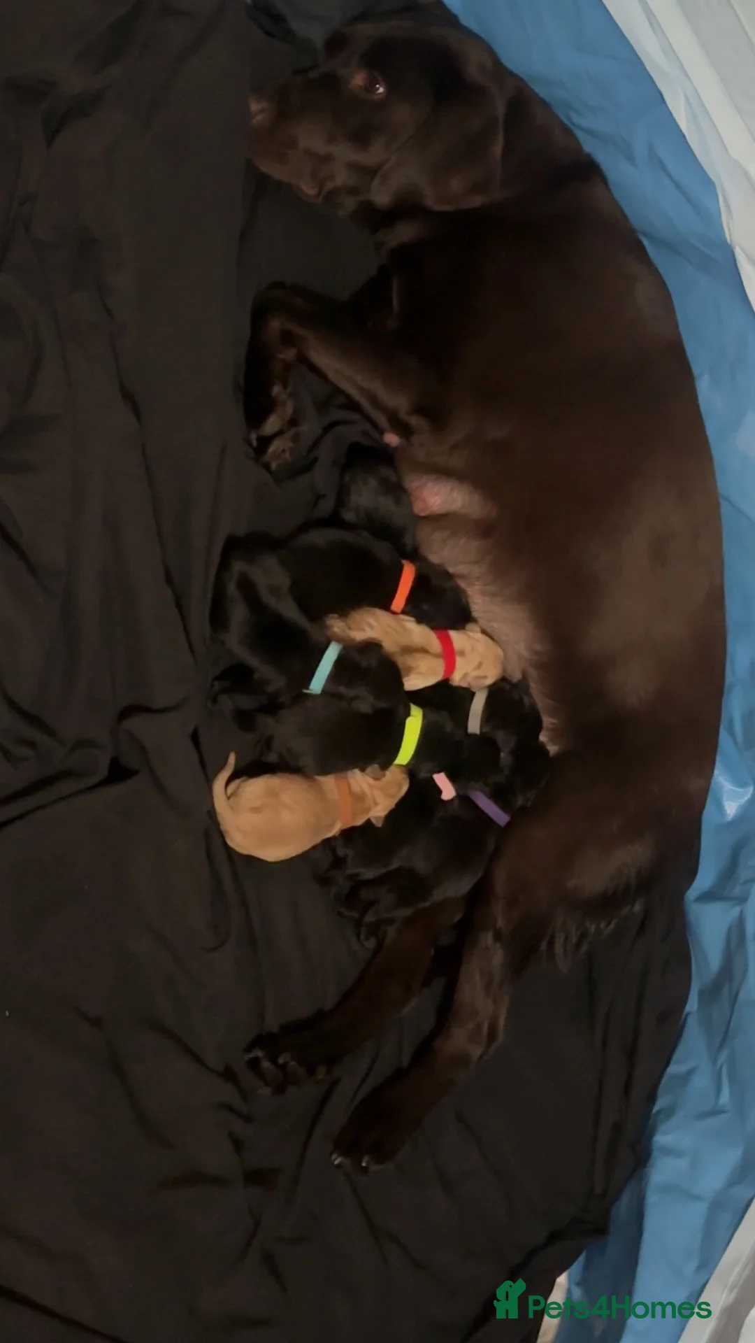 Labrador Retriever dogs for sale: Black Labrador Puppys - Advert 7