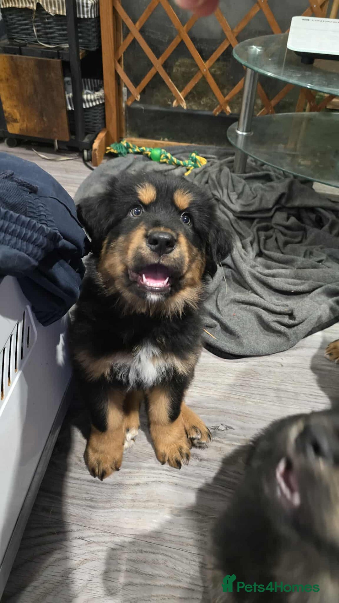 Tibetan Mastiff dogs for sale: Tibetan mastiff puppies  - Advert 13