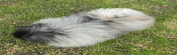 Pekingese dogs for sale: Stunning Seal-Coloured Pekingese Girl - Advert 6