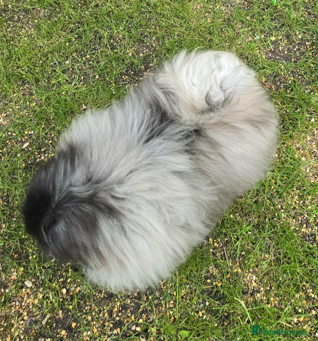 Pekingese dogs for sale: Stunning Seal-Coloured Pekingese Girl - Advert 6