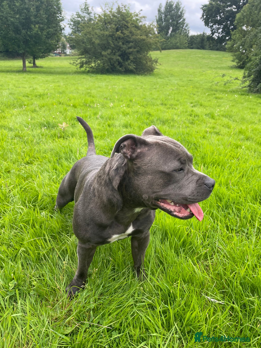 Staffordshire Bull Terrier dogs for sale: KC reg. Staffordshire bull terrier puppies - Advert 15