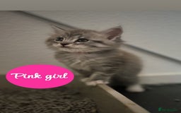 Maine Coon cats for sale: Mainecoon - Image 4