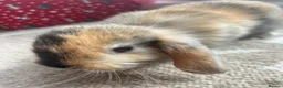 Mini Lop rabbits for sale: Mini lop Bunnies  - Advert 6