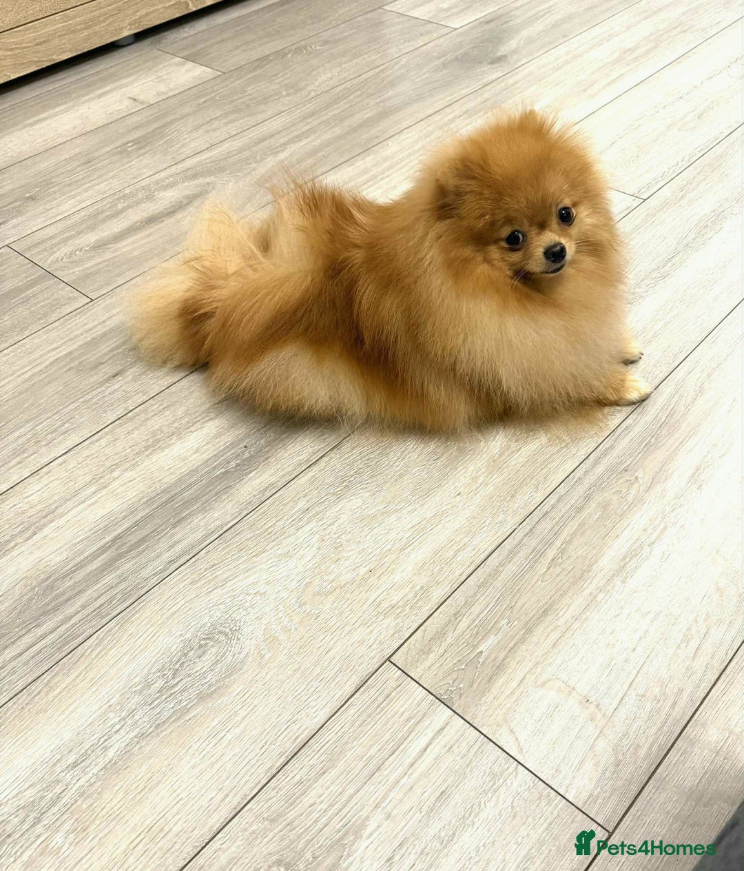 Pomeranian dogs for sale: Stunning KC Pomeranian female 🏆🎖 - Image 3