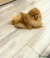 Pomeranian dogs - Advert 4