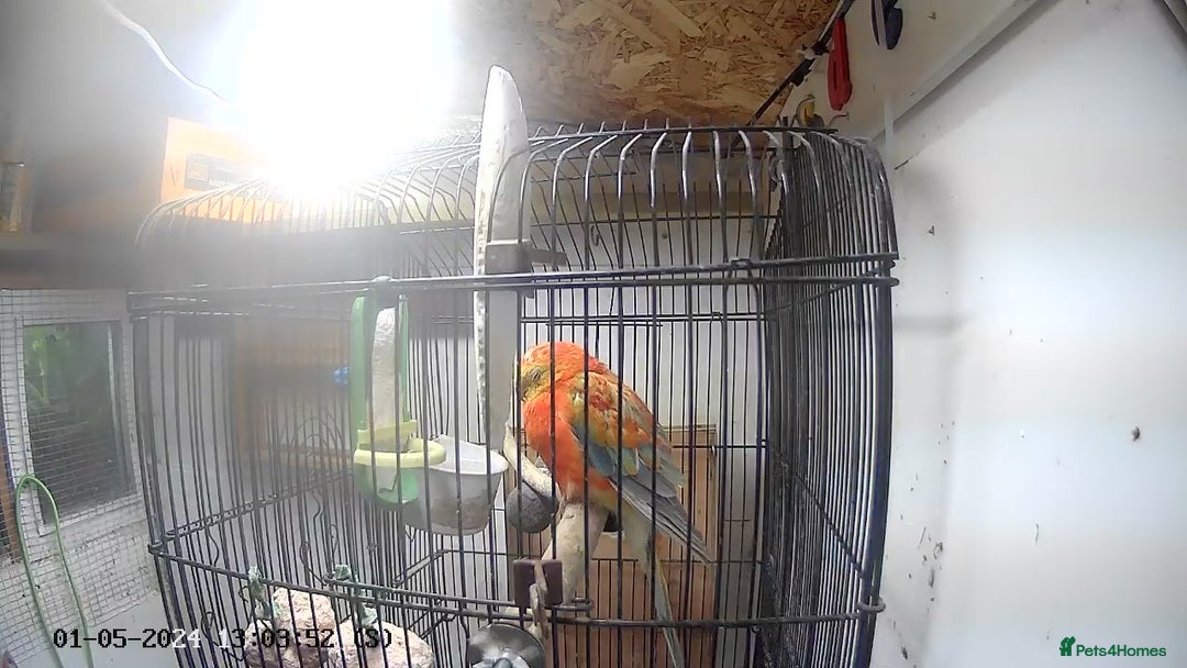Parakeets birds for sale: Red rump pair - Image 8
