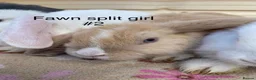 Mini Lop rabbits for sale: 8 minilops 7 girl and 1 boy - Advert 4