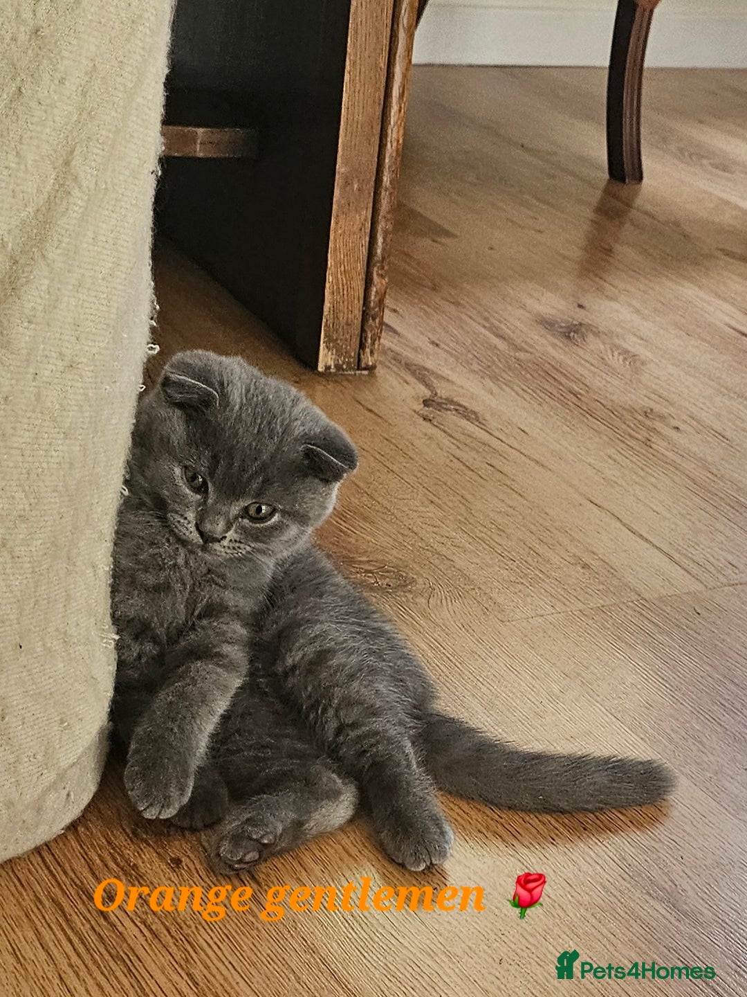 British Shorthair cats for sale: Hurry up 3 🕢Beautiful Scottish fold kitten left in Hatfield - Image 9