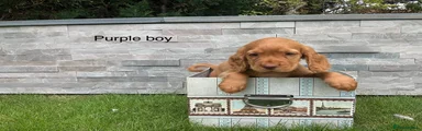Cocker Spaniel 1