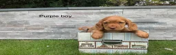 Cocker Spaniel dogs for sale: Hereditary clear working cocker spaniels - Advert 10