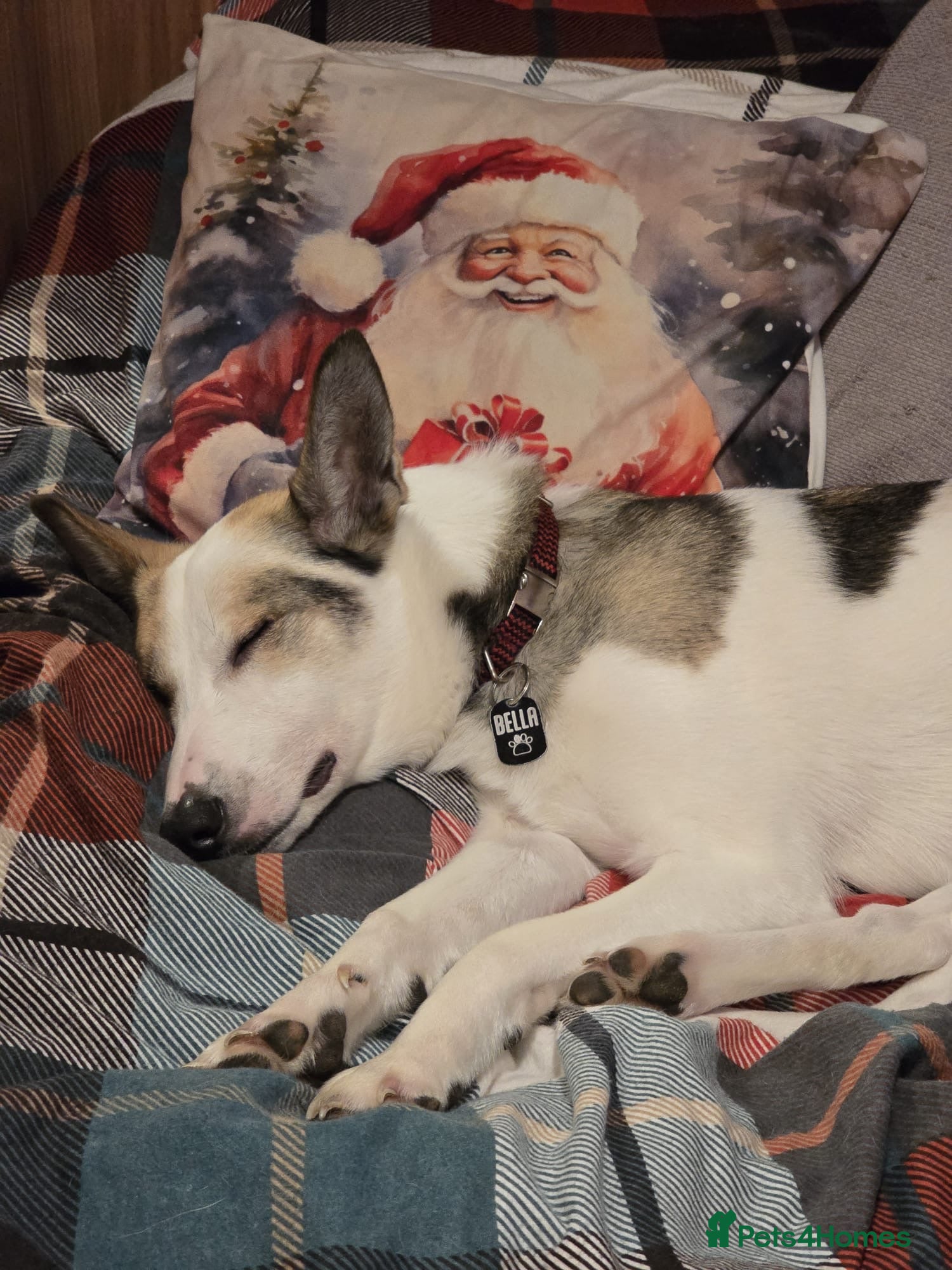 Mixed Breed dogs ❤️🐶 BELA – A Devoted Family Dog - Advert 3