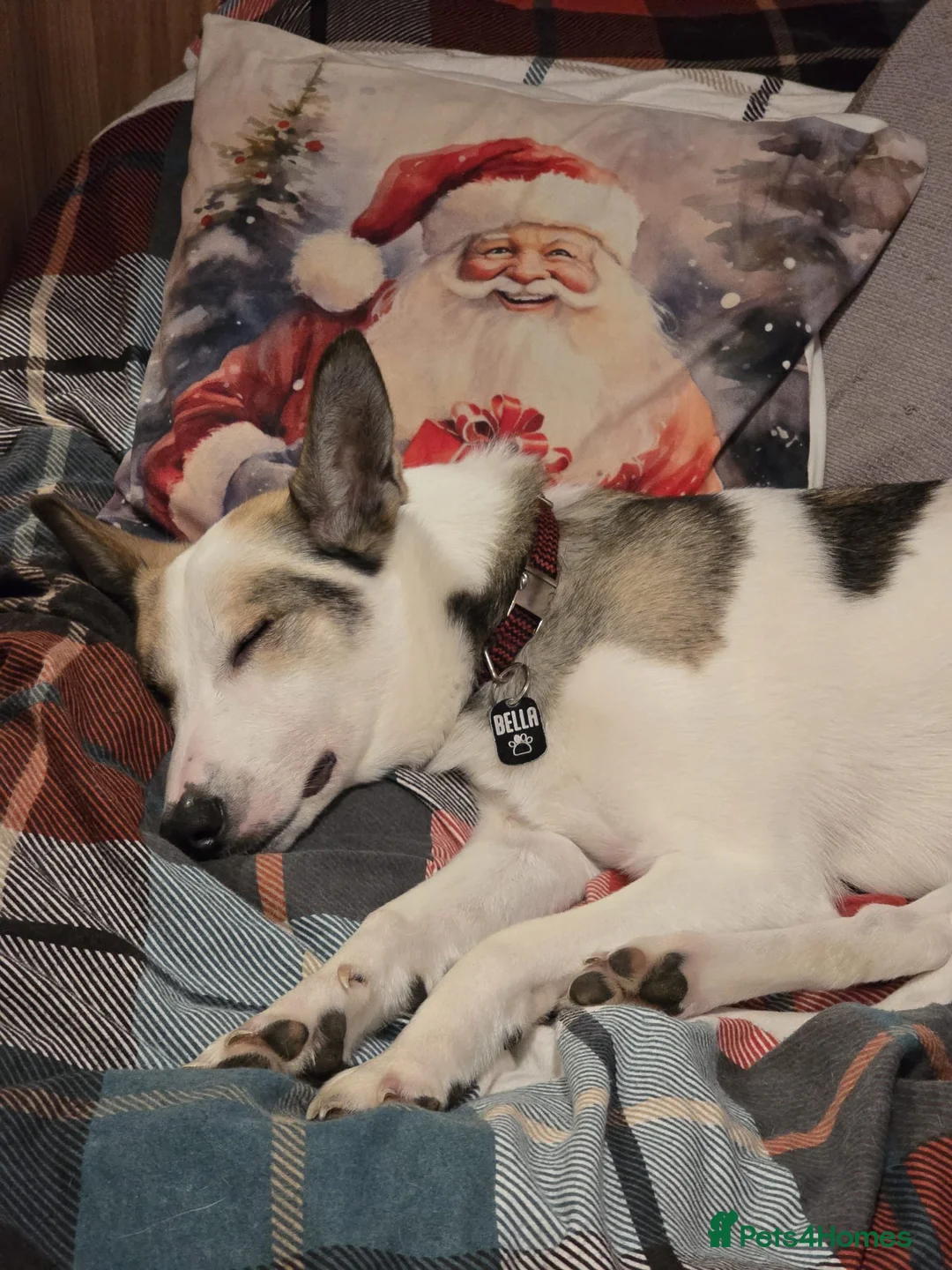 Mixed Breed dogs for adoption: ❤️🐶 BELA – A Devoted Family Dog in Milton Keynes - Advert 1