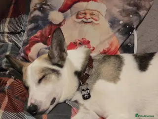 Mixed Breed dogs ❤️🐶 BELA – A Devoted Family Dog - Advert 1