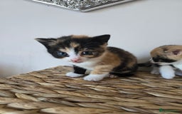 Mixed Breed cats for sale: 🌟2 mix breed/ British short haired females 🌟  - Image 3