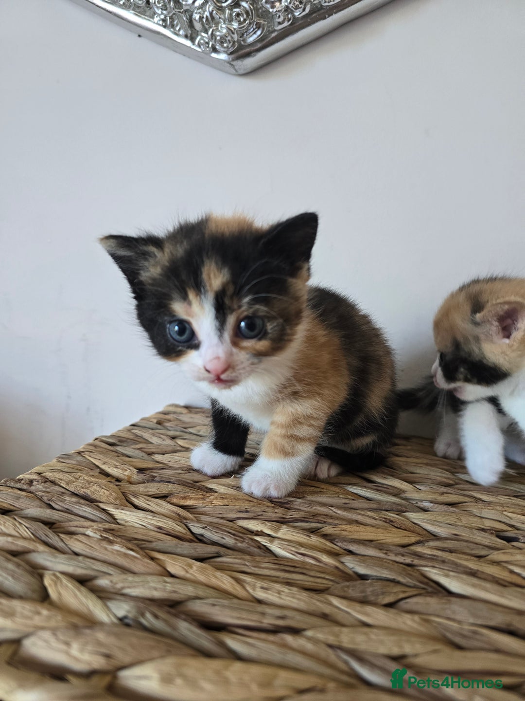 Mixed Breed cats for sale: 🌟2 mix breed/ British short haired females 🌟  - Image 3