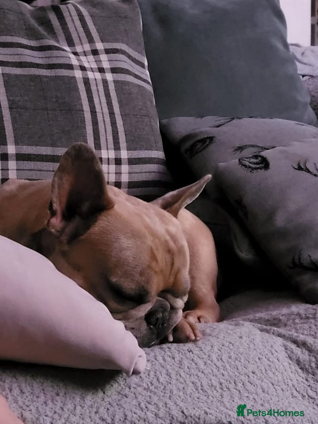 French Bulldog dogs Frenchie requiring forever home - Advert 1