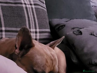 French Bulldog dogs Frenchie requiring forever home - Advert 1