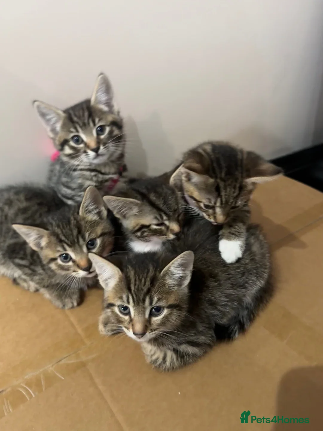 Mixed Breed cats for sale: 5 beautiful tabby kittens  - Advert 26