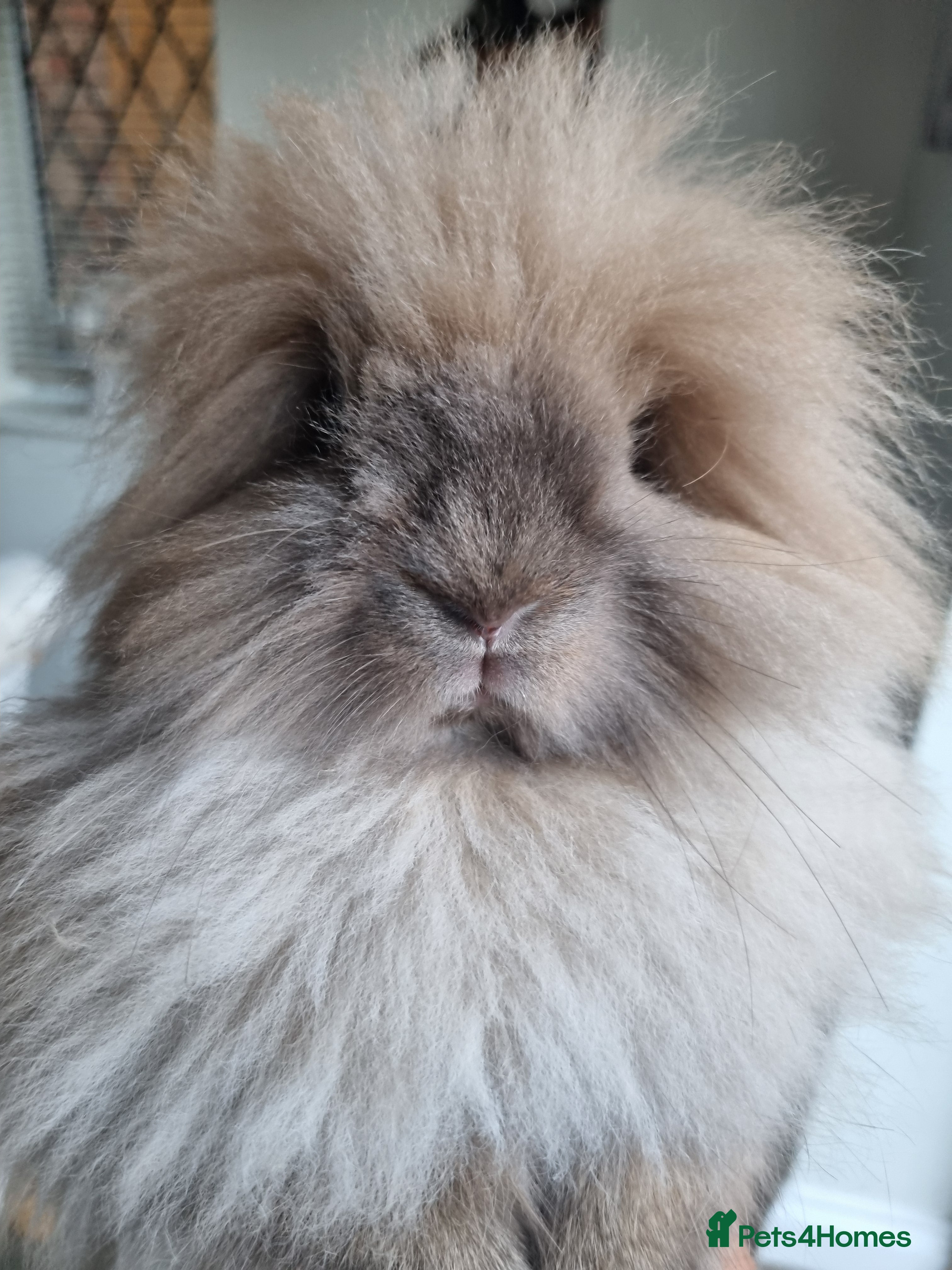 Lionhead rabbits Double coated lion haired neutered male rabbit  - Advert 2